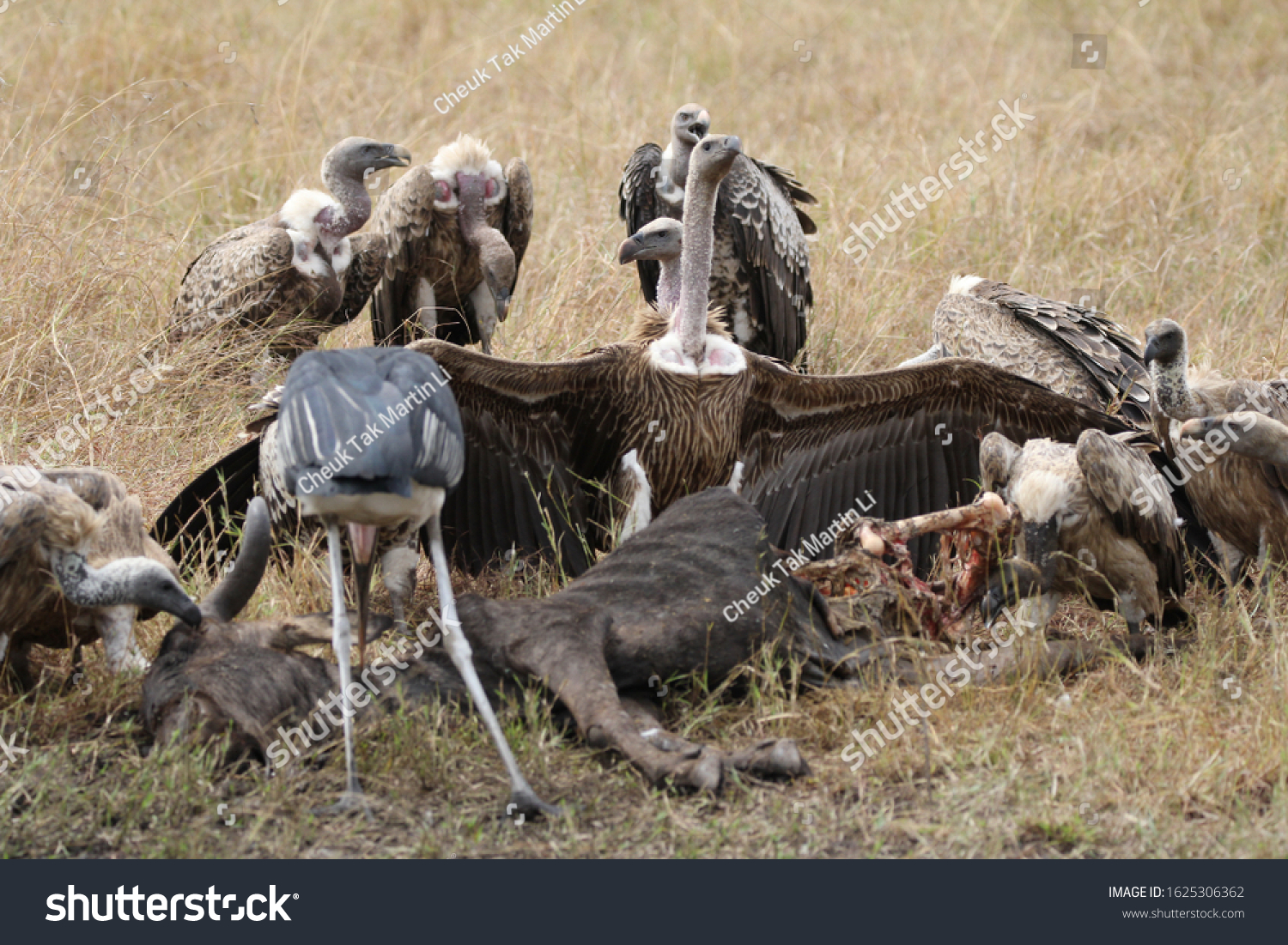 vulture bird eating human