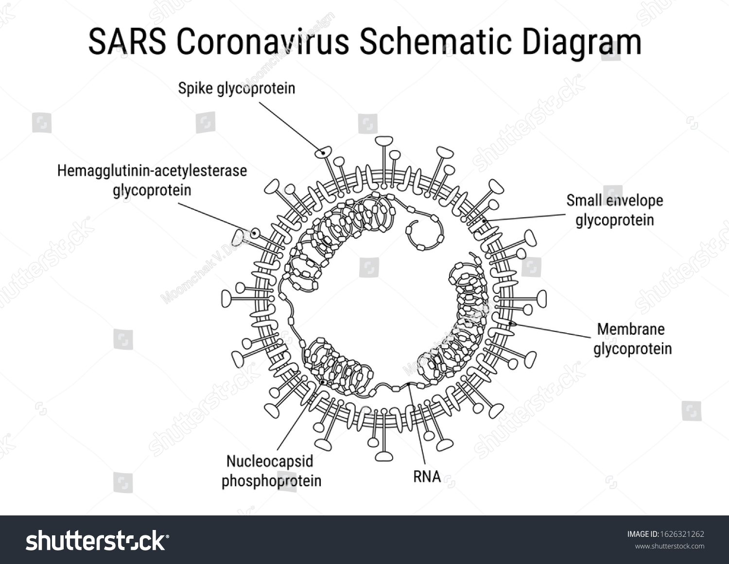 Строение коронавируса в разрезе