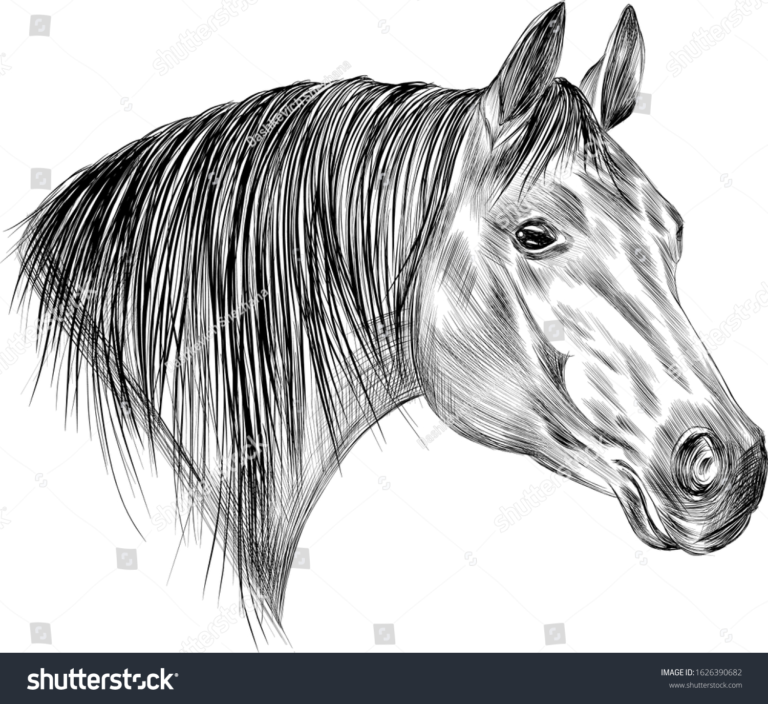 Horse Head Black White Light Mane Stock Vector (Royalty Free ...