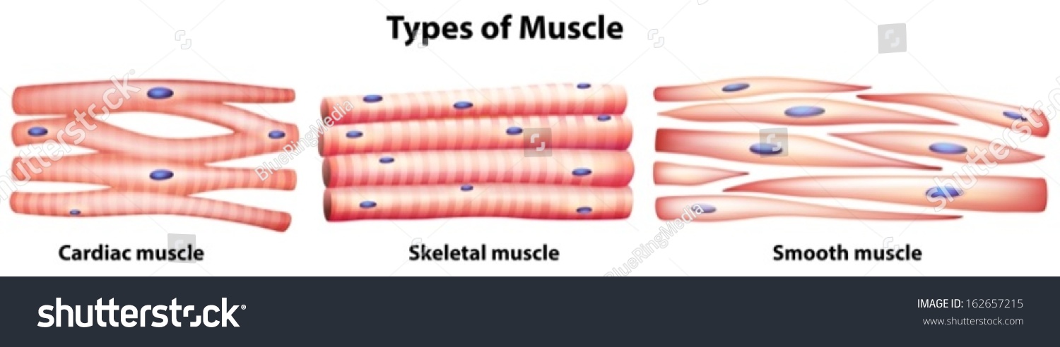 Illustration Types Muscles On White Background Stock Vector (royalty 