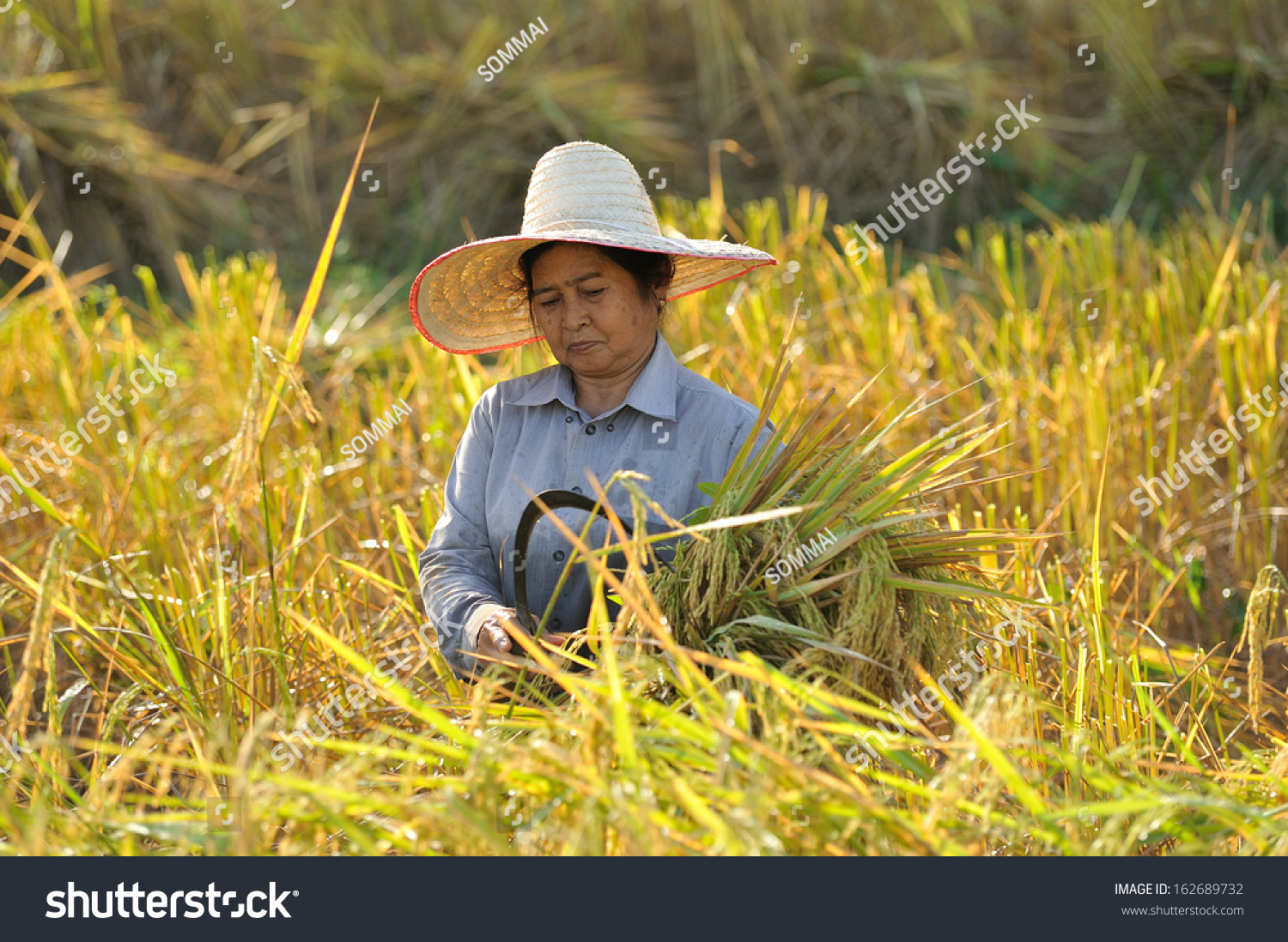 Farmers Harvesting Rice Rice Field Thailand Stock Photo 162689732 ...