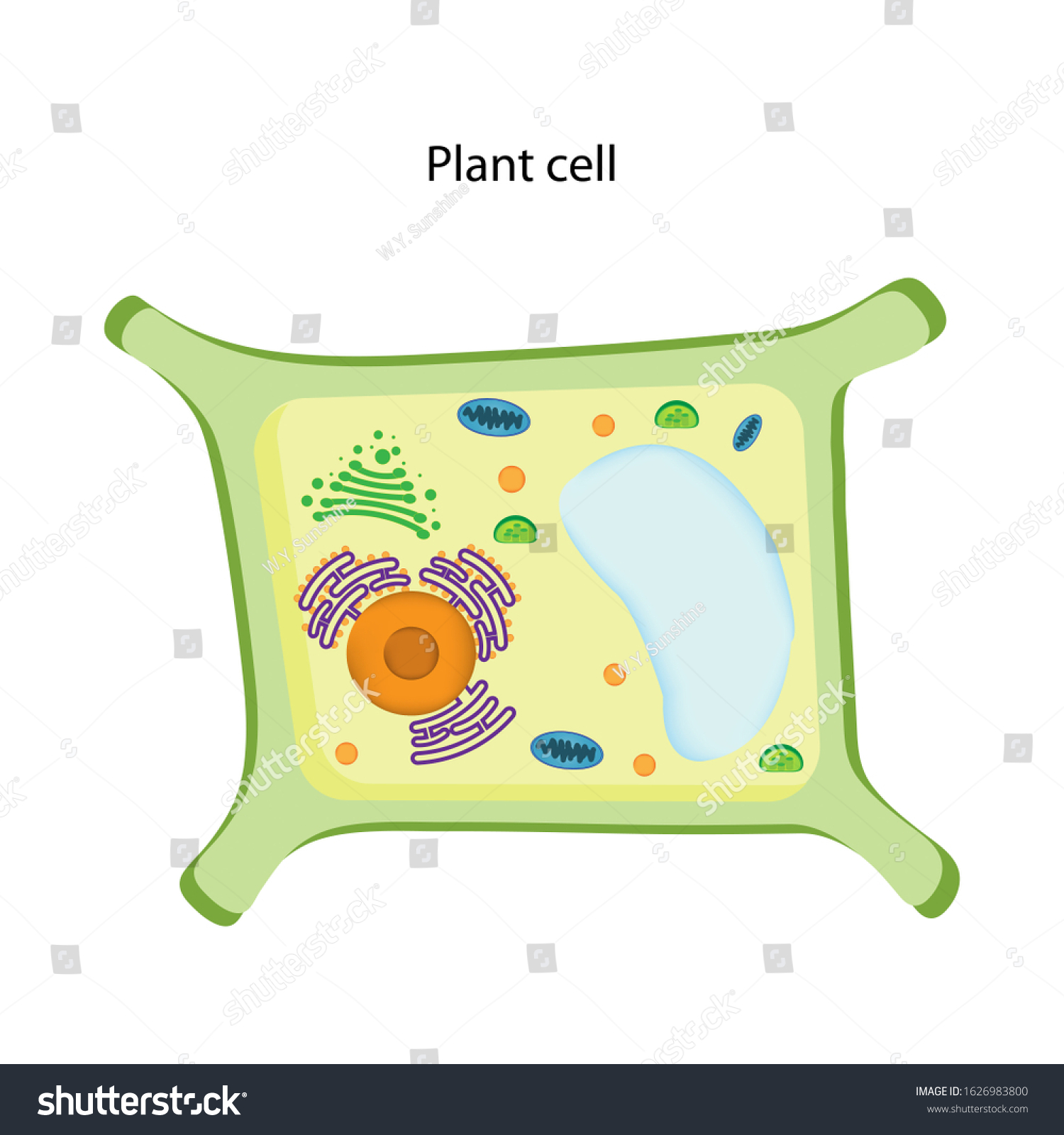 Eukaryote Structures Chart Show Nucleus Smooth Stock Illustration 