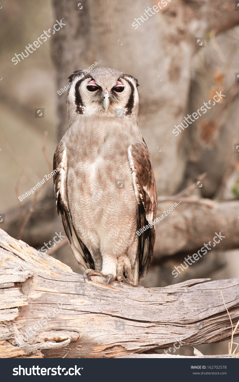 milky eagle owl