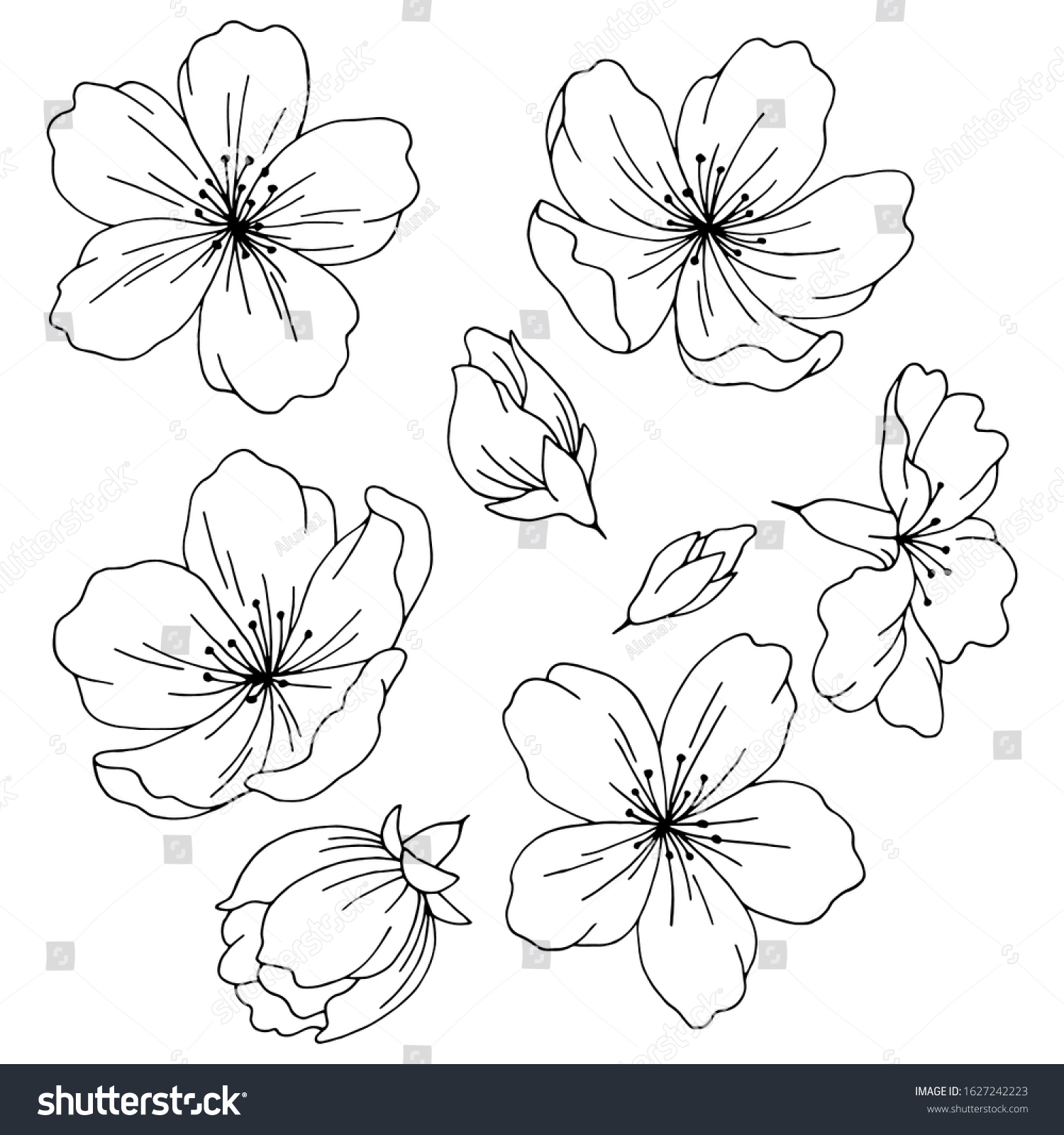 Sakura Graphic Flower Black White Isolated Stock Vector (Royalty Free ...