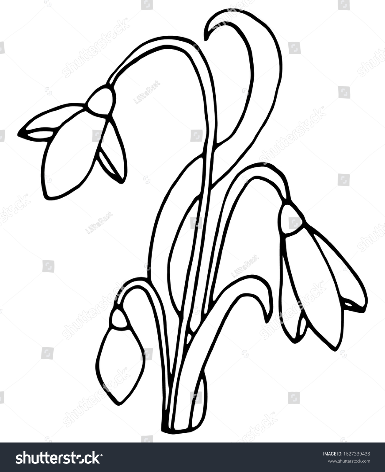 Snowdrop Flower Graphic Black White Isolated Stock Vector (Royalty Free ...