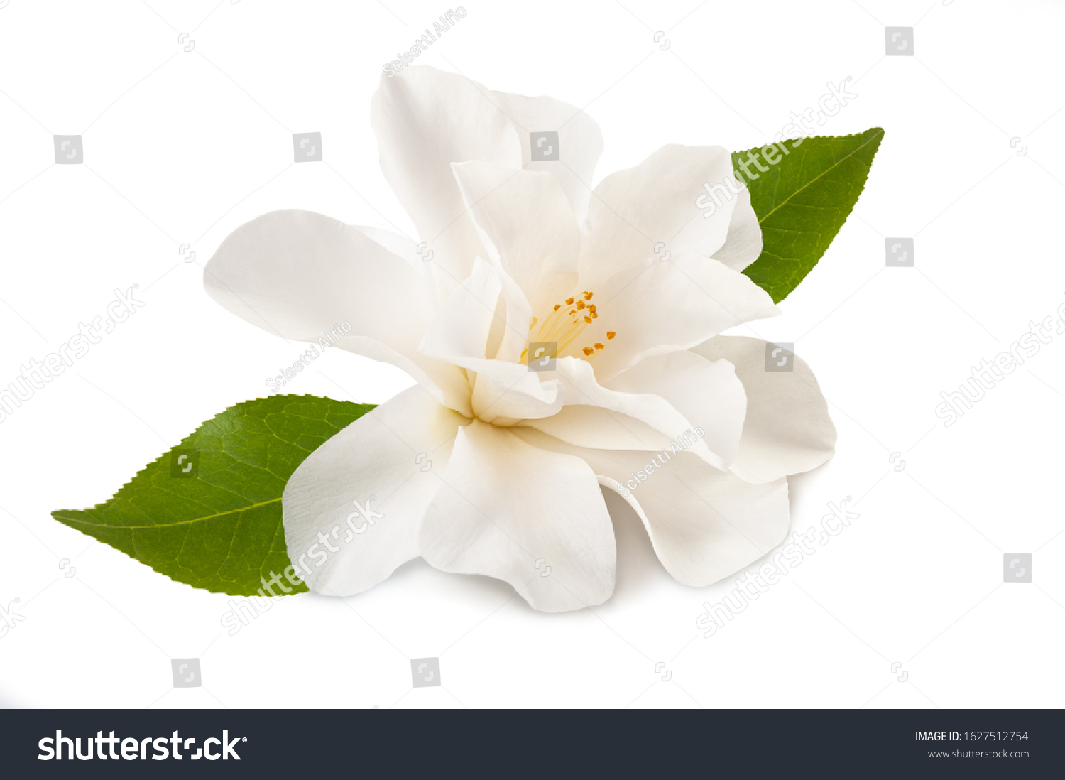 Camellia Flower Leaf Isolated On White Stock Photo 1627512754 ...