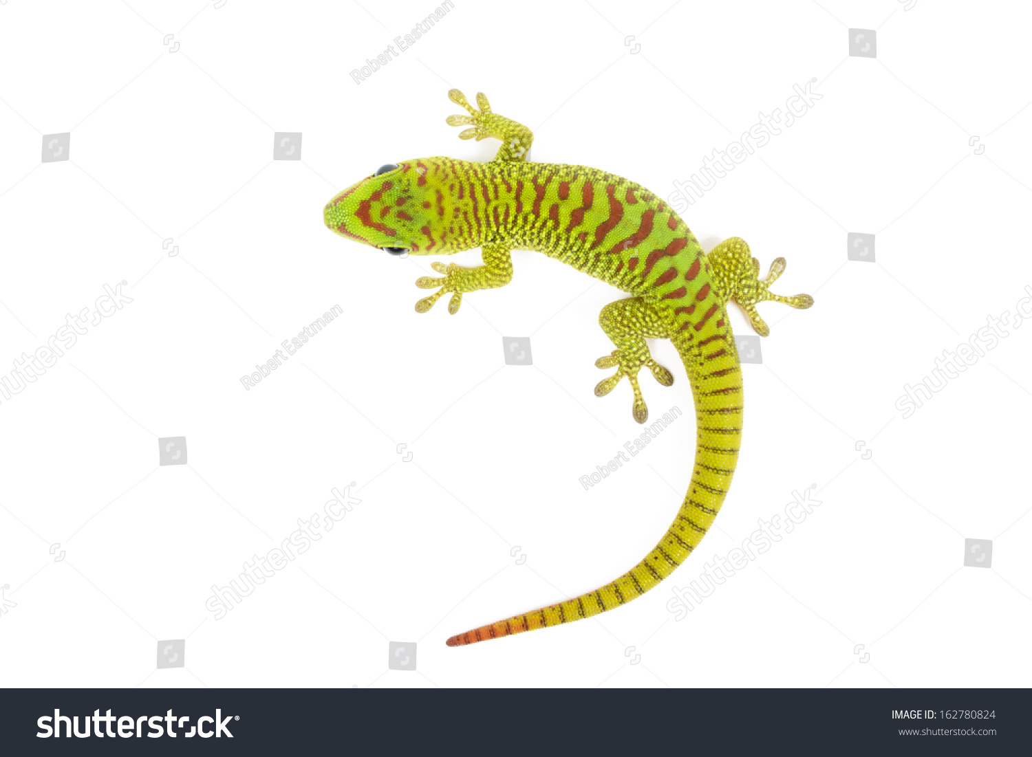 Madagascar Day Gecko On White Background Stock Photo 162780824 ...