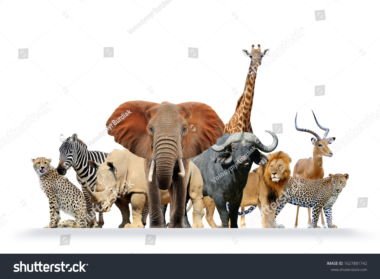 large-group-of-african-safari-animals-together-animals-safari