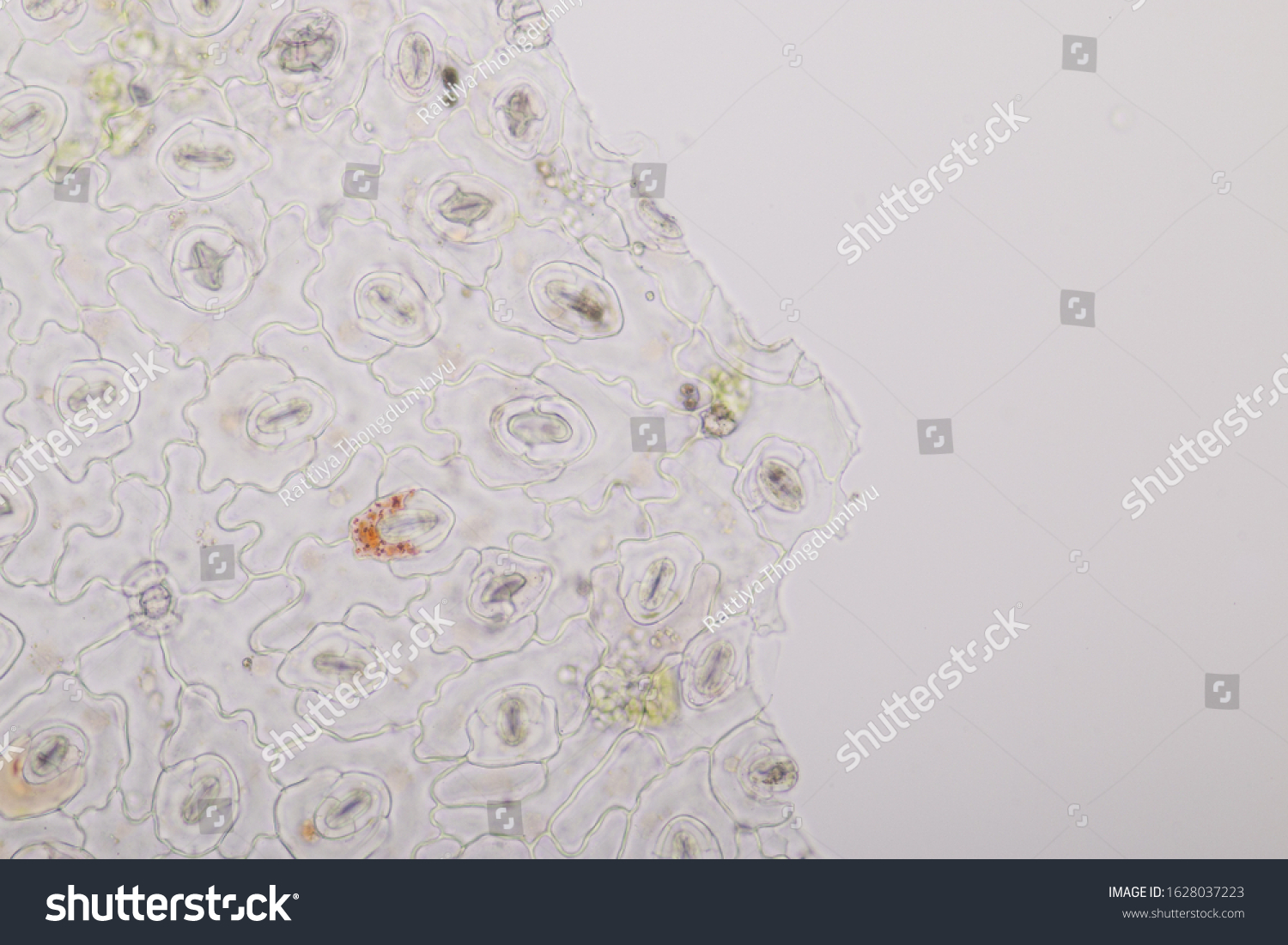 Close Plant Epidermis Stomata Leaf Epidermis Stock Photo 1628037223 ...