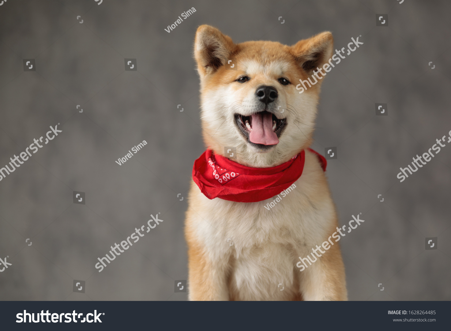 Pretty Akita Inu Dog Wearing Red Stock Photo 1628264485 | Shutterstock