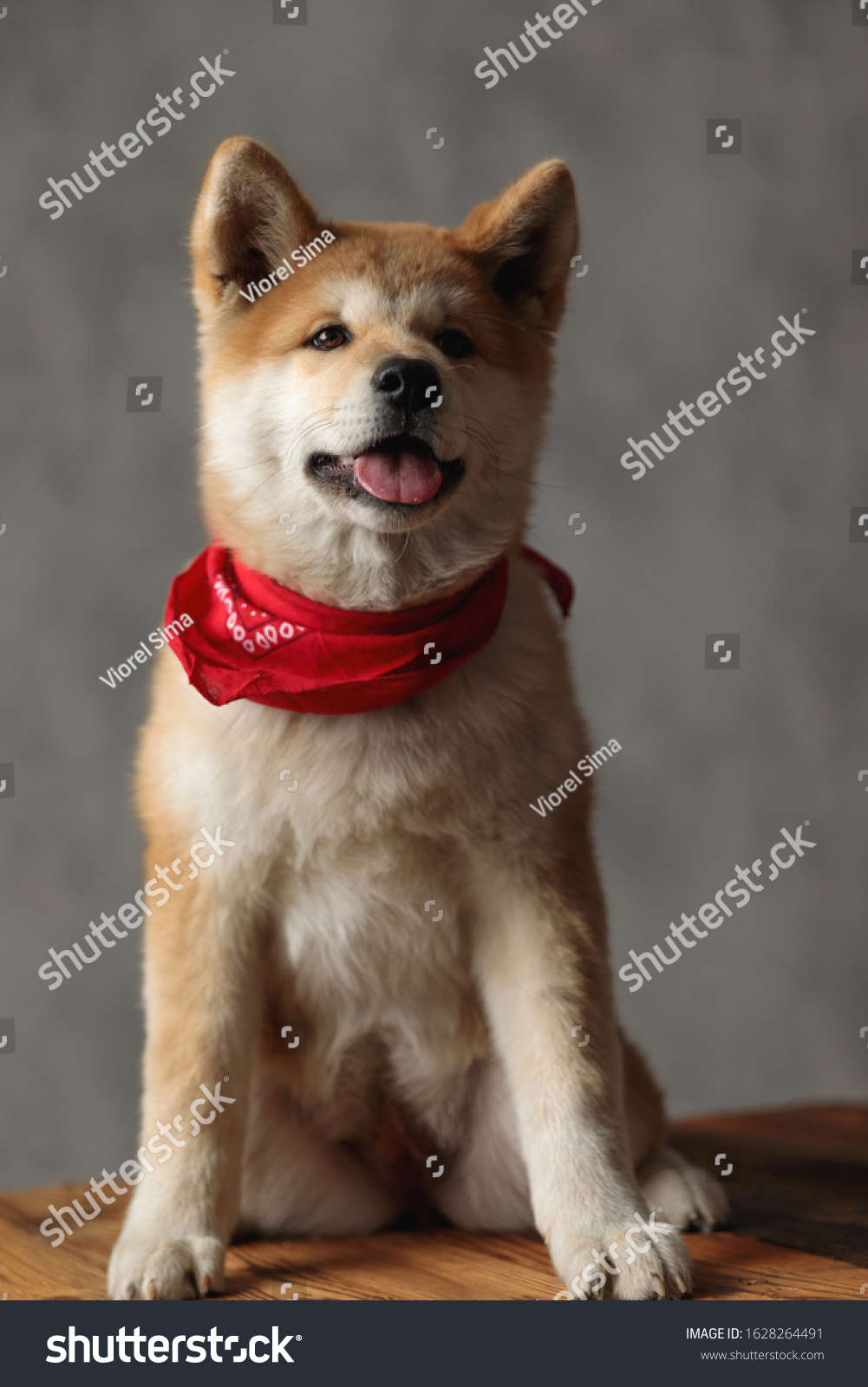 Beautiful Akita Inu Dog Wearing Red Stock Photo 1628264491 | Shutterstock