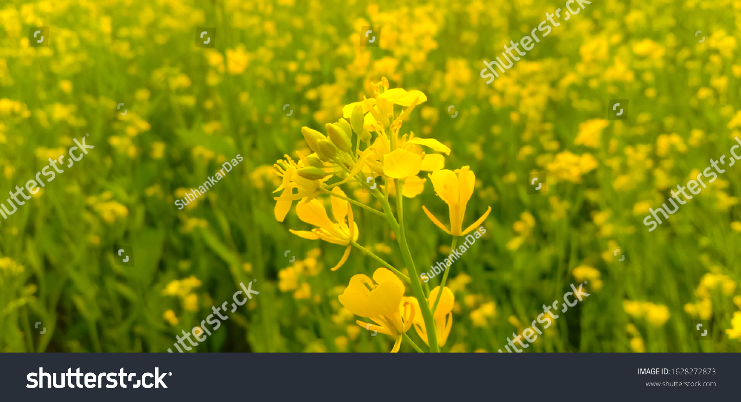 Oilseed Cultivation Mustard Flower Indiacrop Farming Stock Photo ...