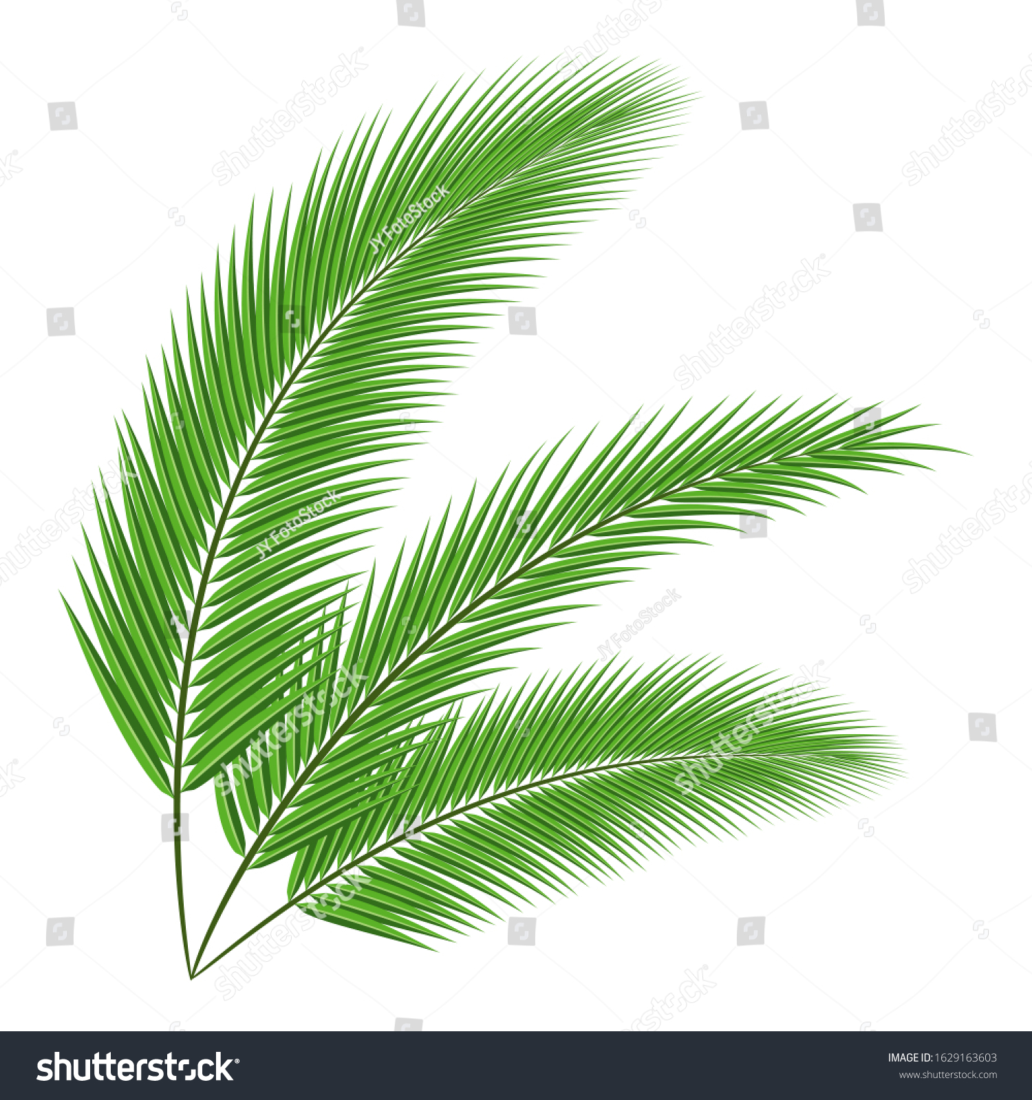 Coconut Tree Branch Isolated On White Stock Vector (Royalty Free ...