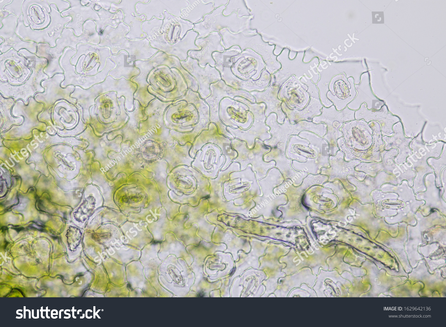 Close Plant Epidermis Stomata Leaf Epidermis Stock Photo 1629642136 ...