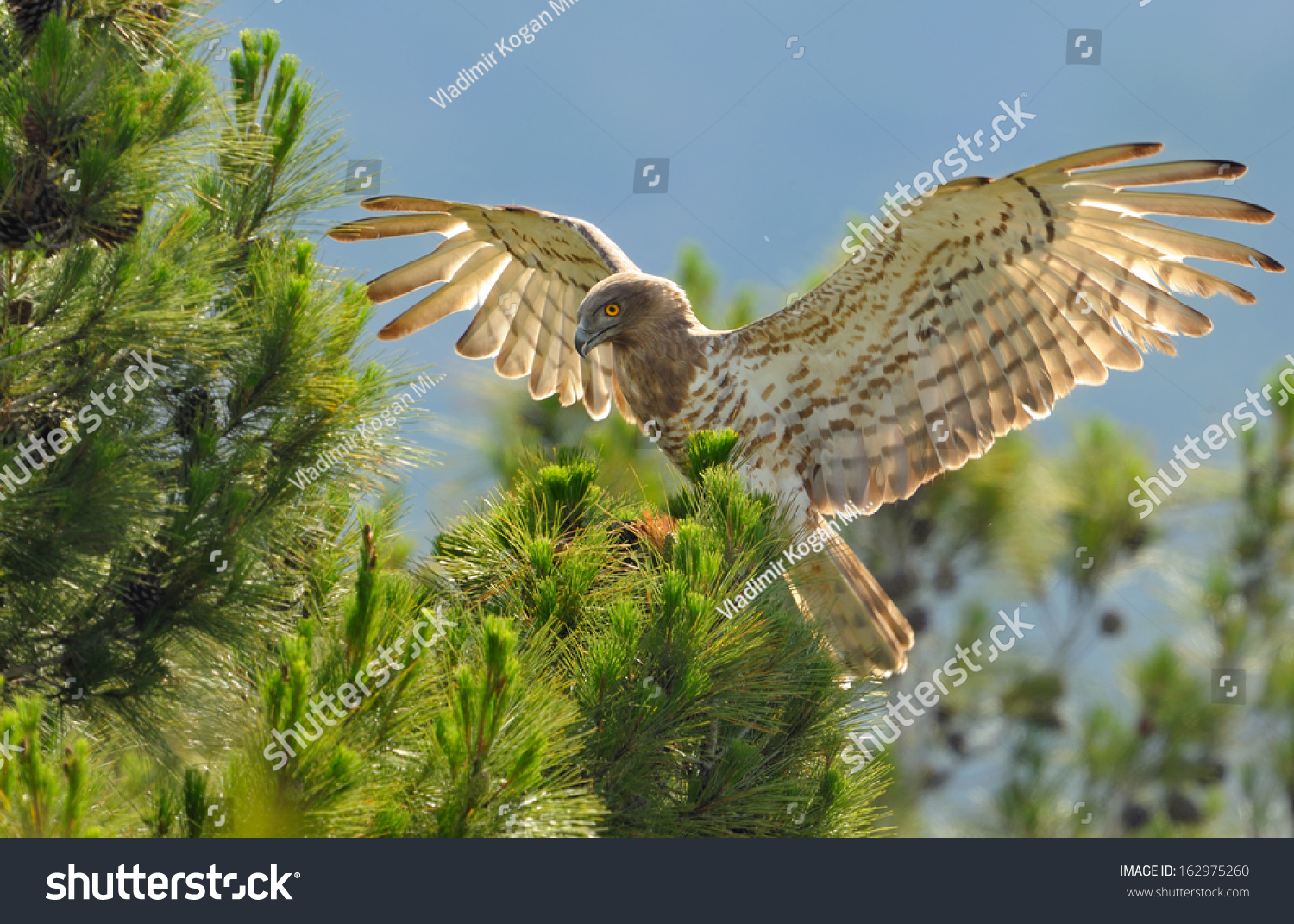 Кологривский лес заповедник птицы