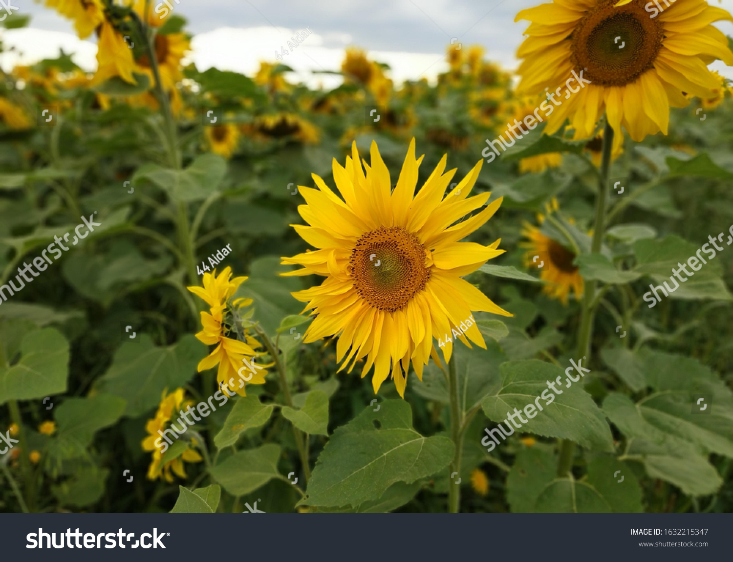 Beautiful Summer Nature Republic Bashkortostan库存照片 Shutterstock