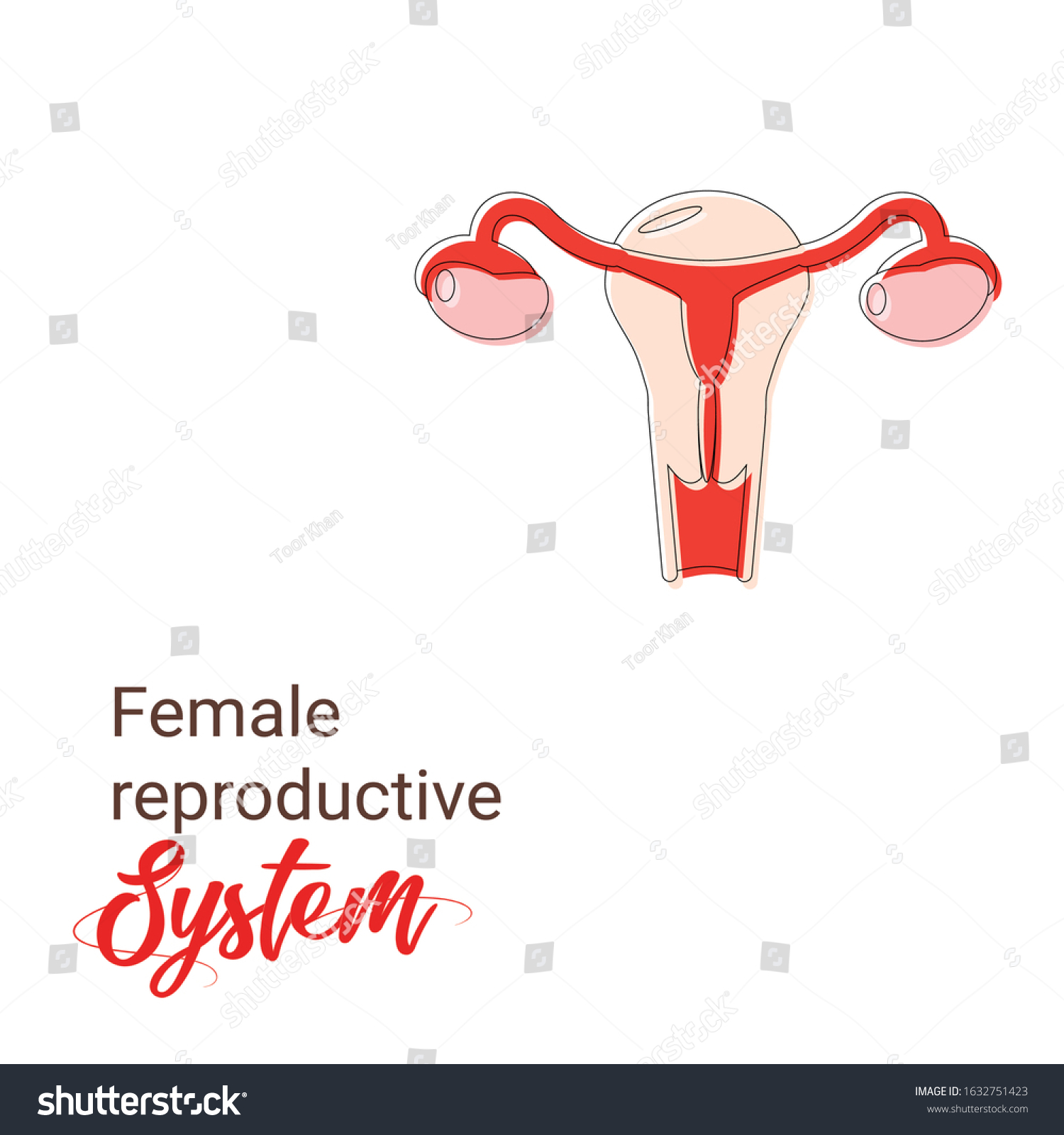 Uterus Human Figure Illustration Material Anatomical Stock Vector Royalty Free