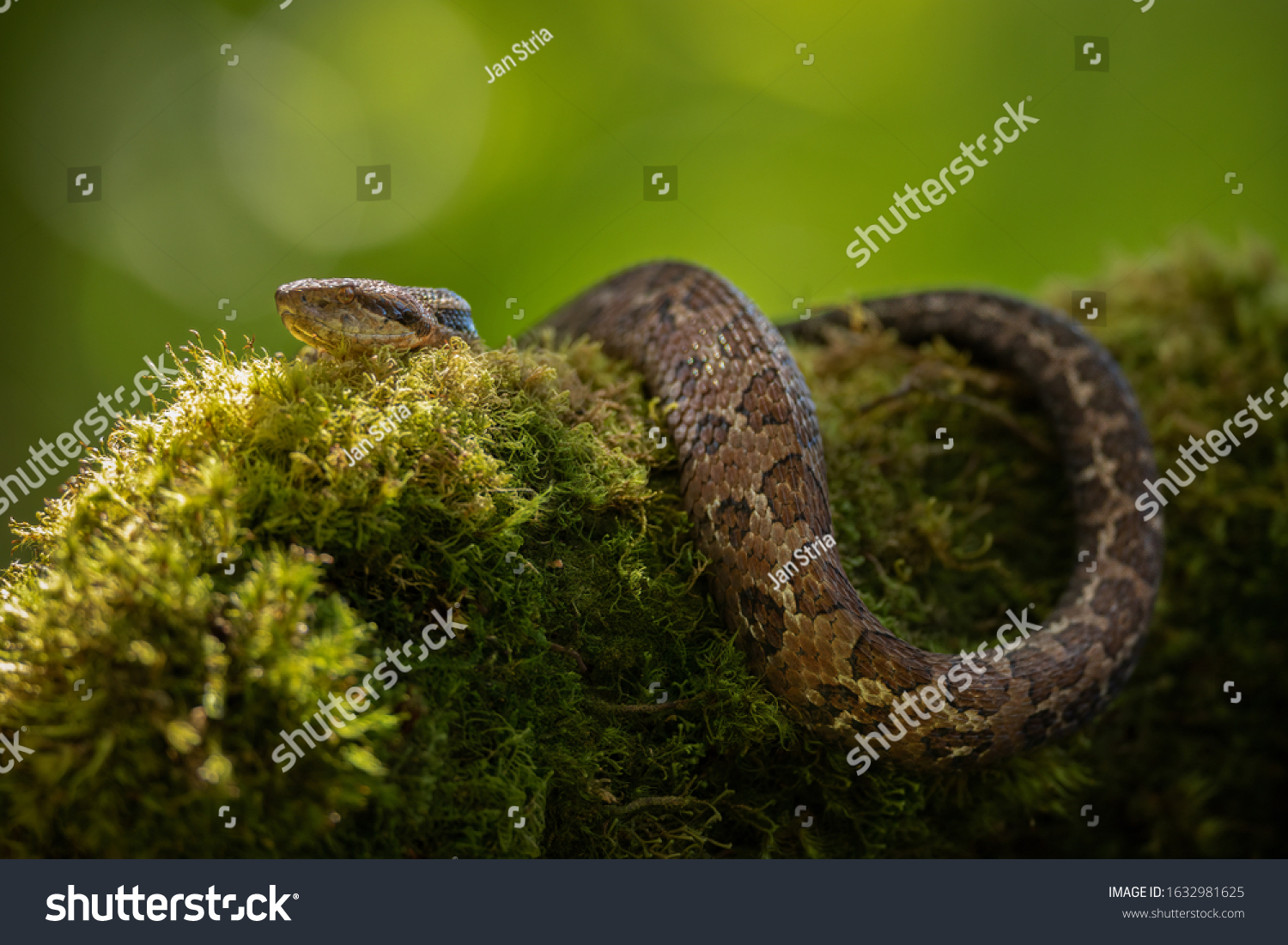 Amazing Central American Jumping Pitviper Atropoides Stock Photo ...