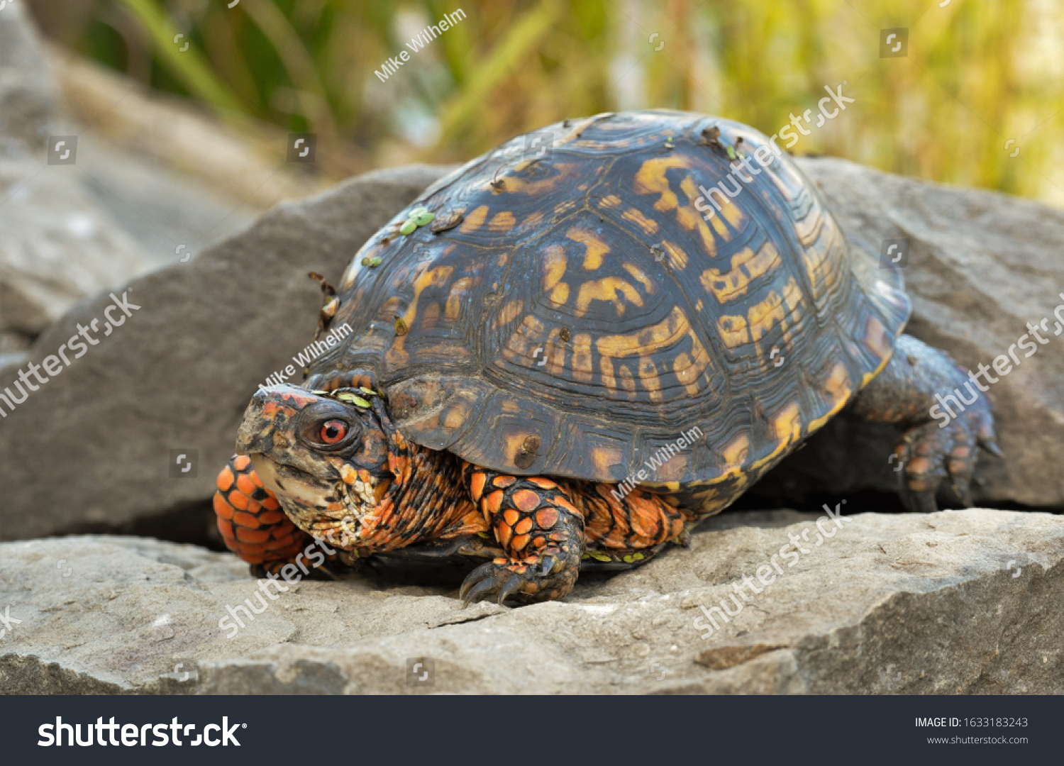 Colorful Eastern Box Turtle Situ Portrait Stock Photo 1633183243 ...