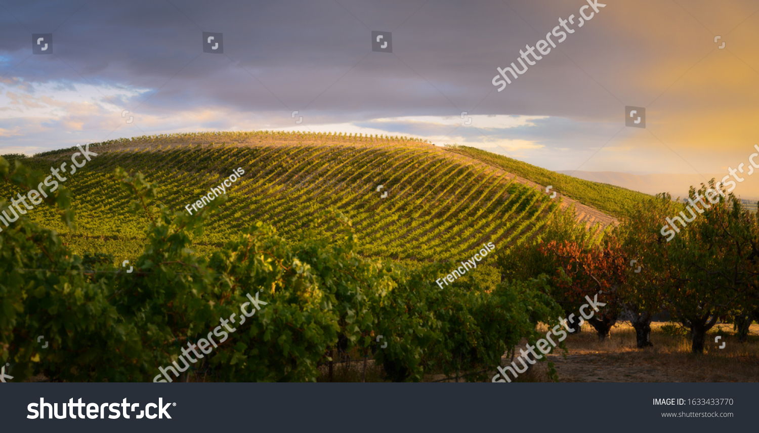 Vineyard Yakima Valley Stock Photo 1633433770 | Shutterstock