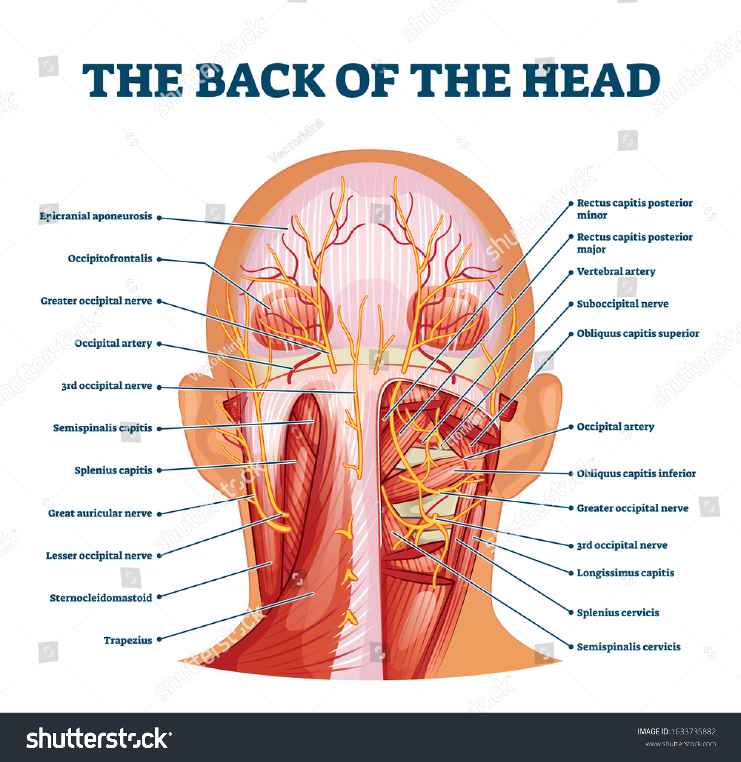 Back Head Muscle Structure Nerve System Stock Vector Royalty Free 1633735882 Shutterstock 3714