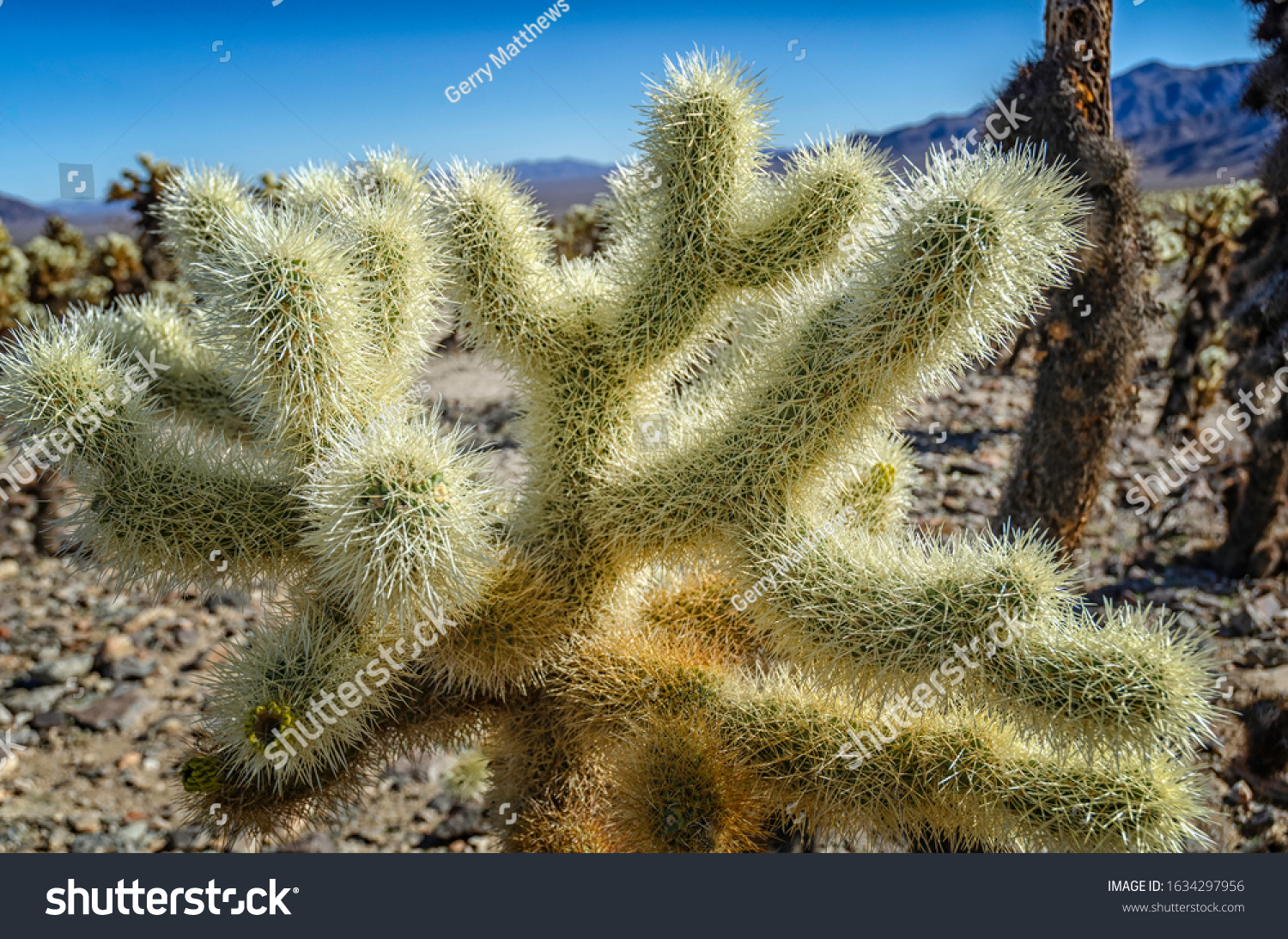 teddy bear cholla injury