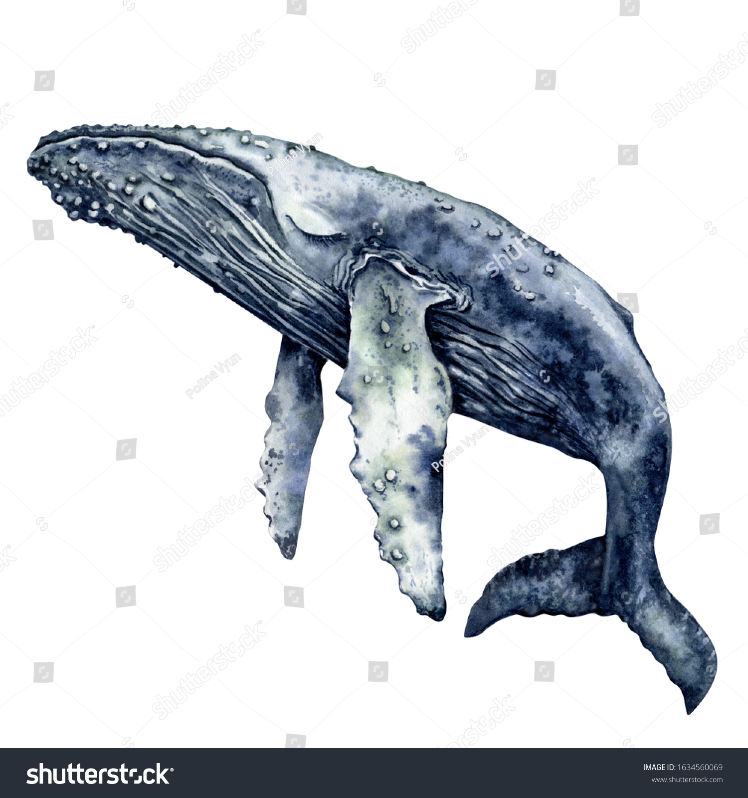 Watercolor Humpback Whale Hand Painted Indigo Stock Illustration ...