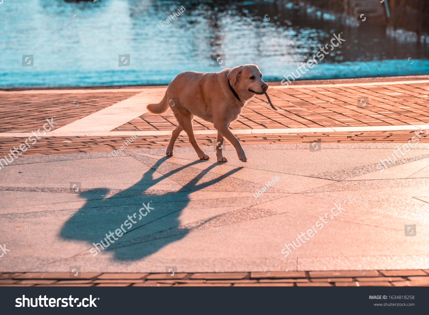 what health problems do cantabrian water dog have