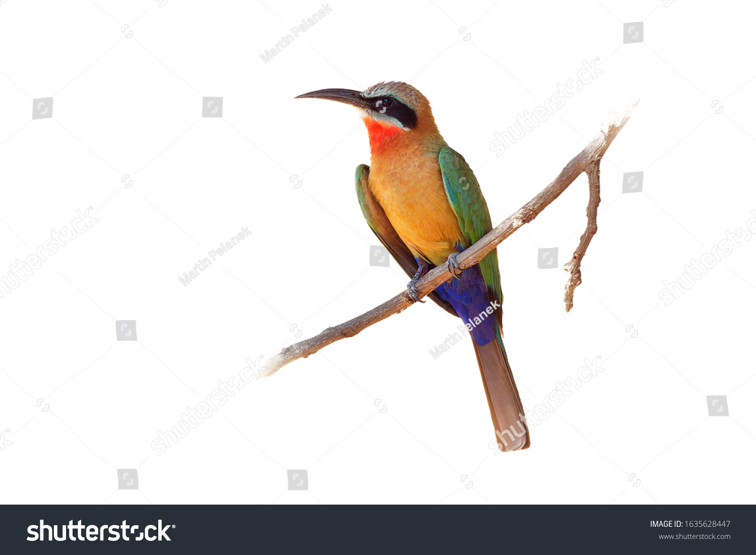 2,634 African bee eater Images, Stock Photos & Vectors | Shutterstock