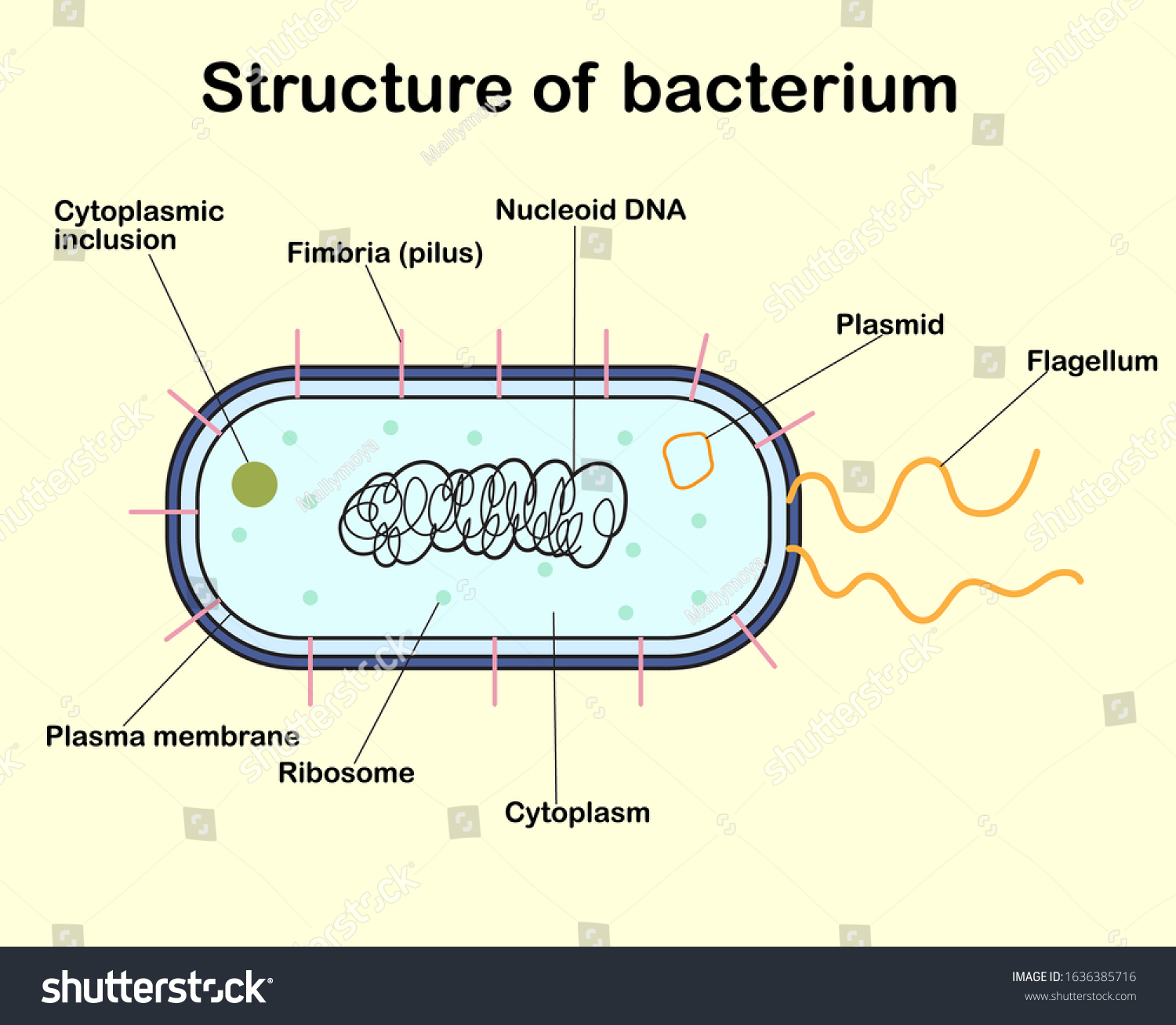 Colour Diagram Bacterium Structure Showed Dna Stock Vector (Royalty ...