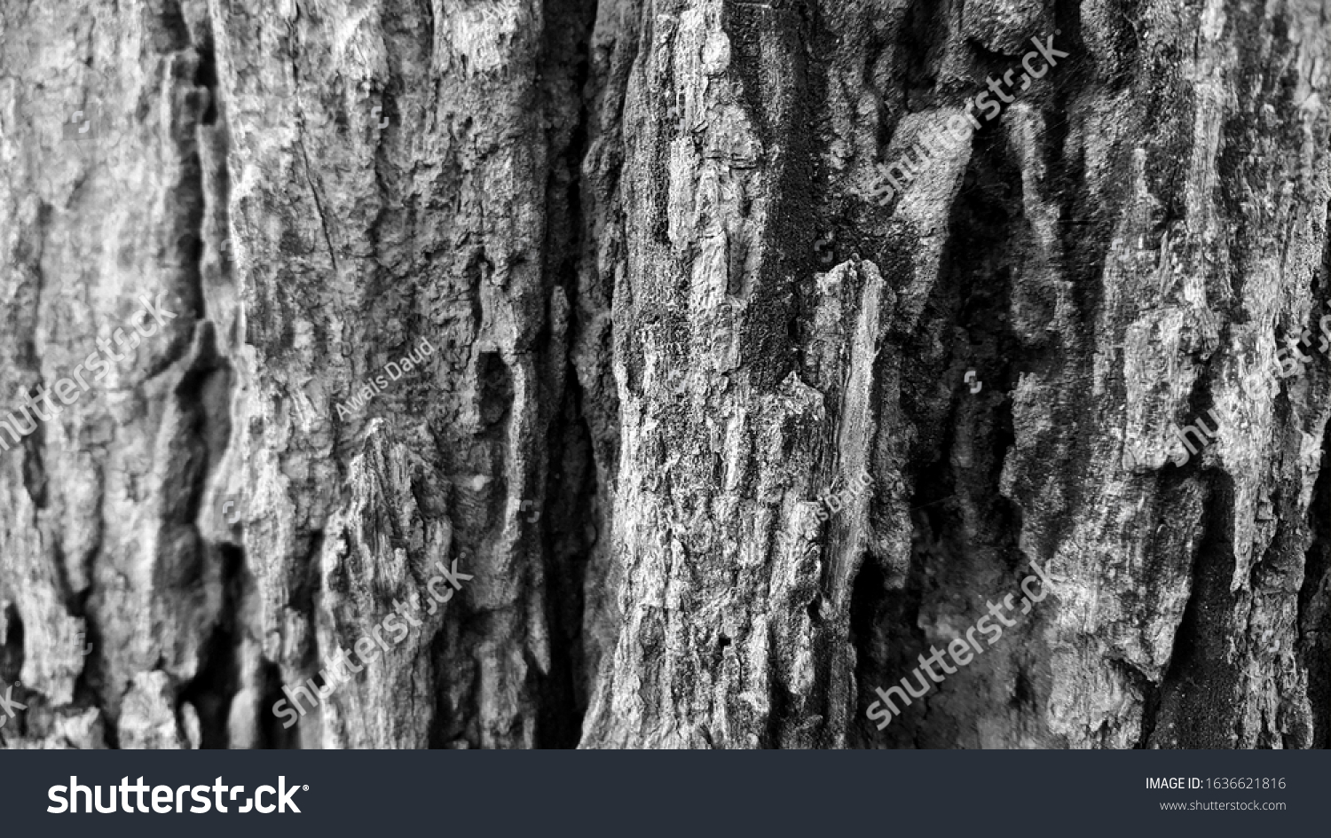 Tree Wood Texture Black White Background Stock Photo 1636621816 ...