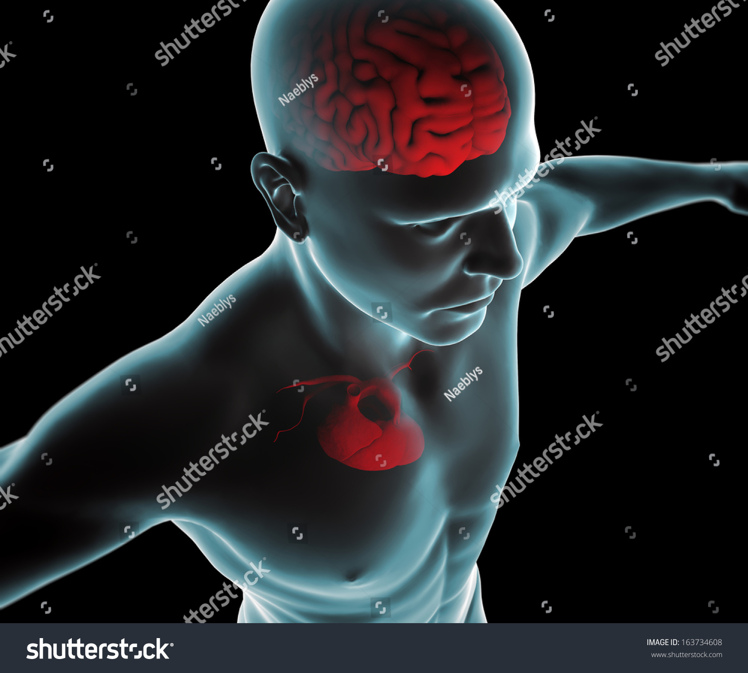 Human Body Heart Brain Xray Stock Illustration 163734608 | Shutterstock