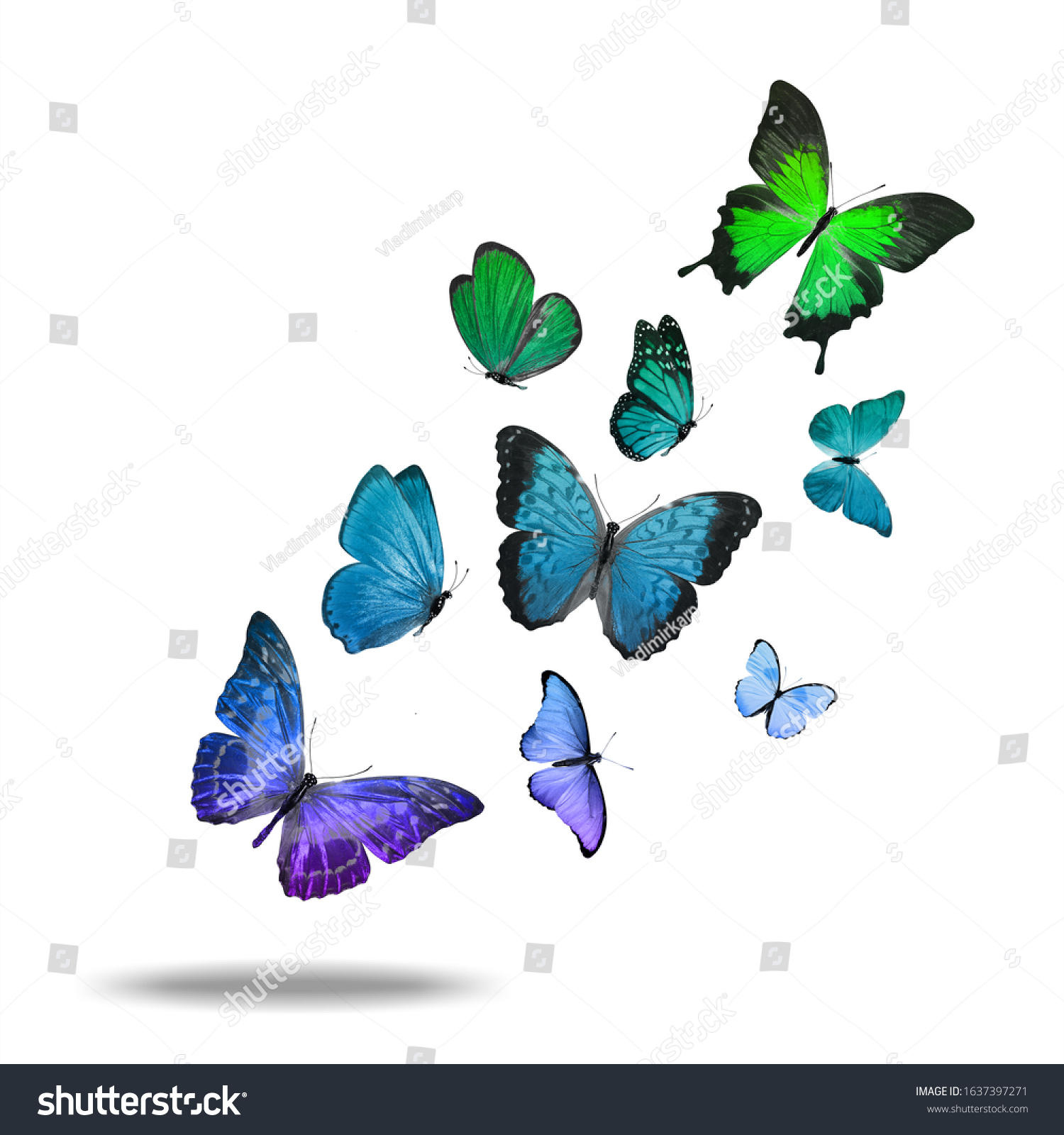 Flying Tropical Butterfly Isolated On White Stock Photo 1637397271 ...