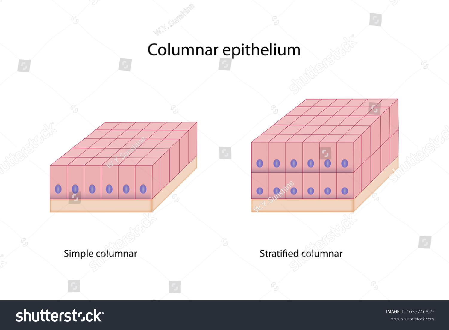 Education Chart Columnar Epithelium Shows Tall Stock Illustration ...