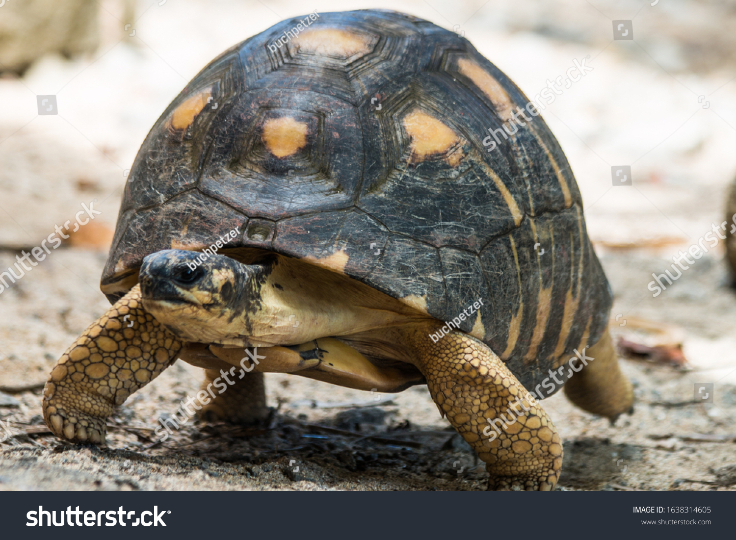 Angonoka Ploughshare Tortoise Astrochelys Yniphora Madagascar Stock ...