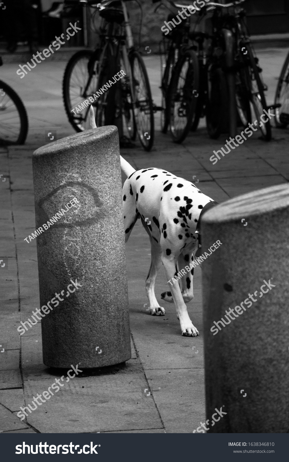 what is a dalmatian road dog