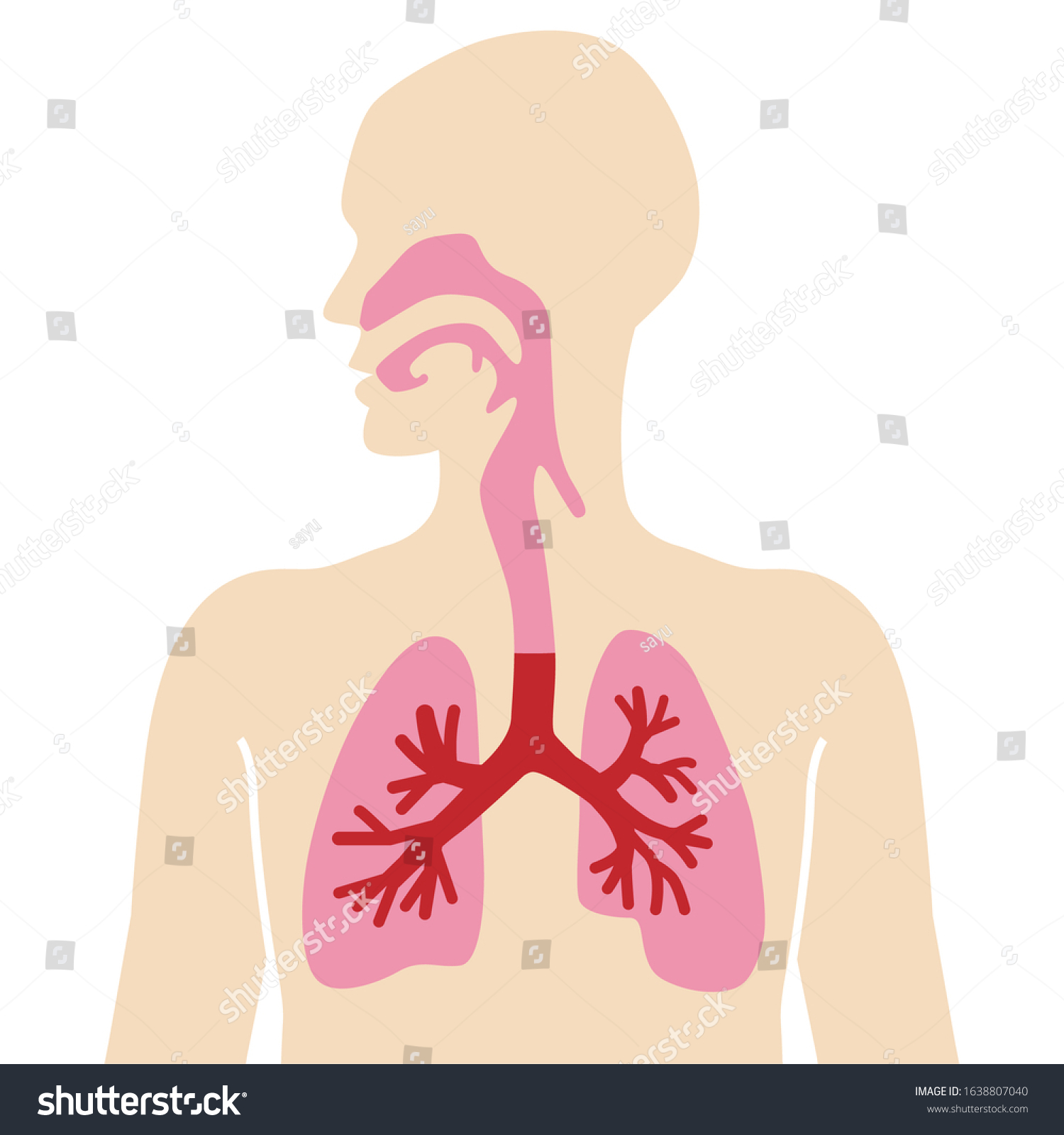 Anatomical Human Body Diagram Respiratory System Stock Vector (Royalty ...