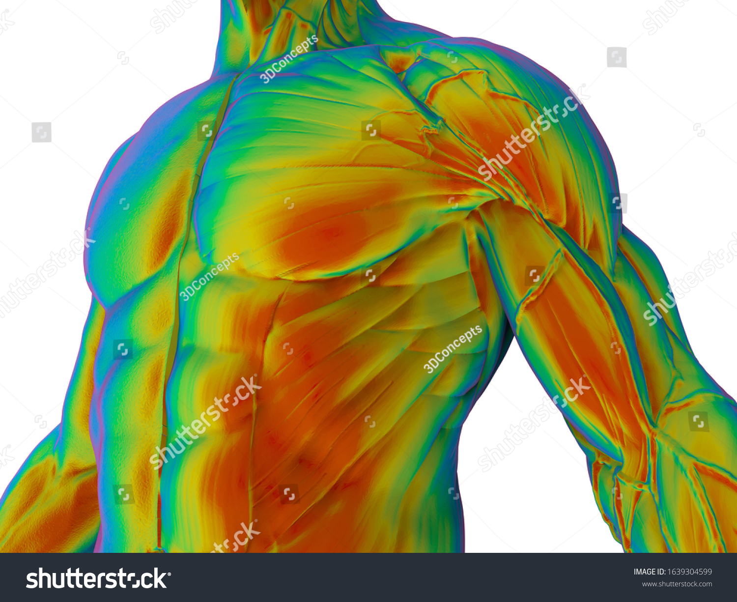 3d Rendering Human Body Muscles Analysis Stock Illustration 1639304599 Shutterstock