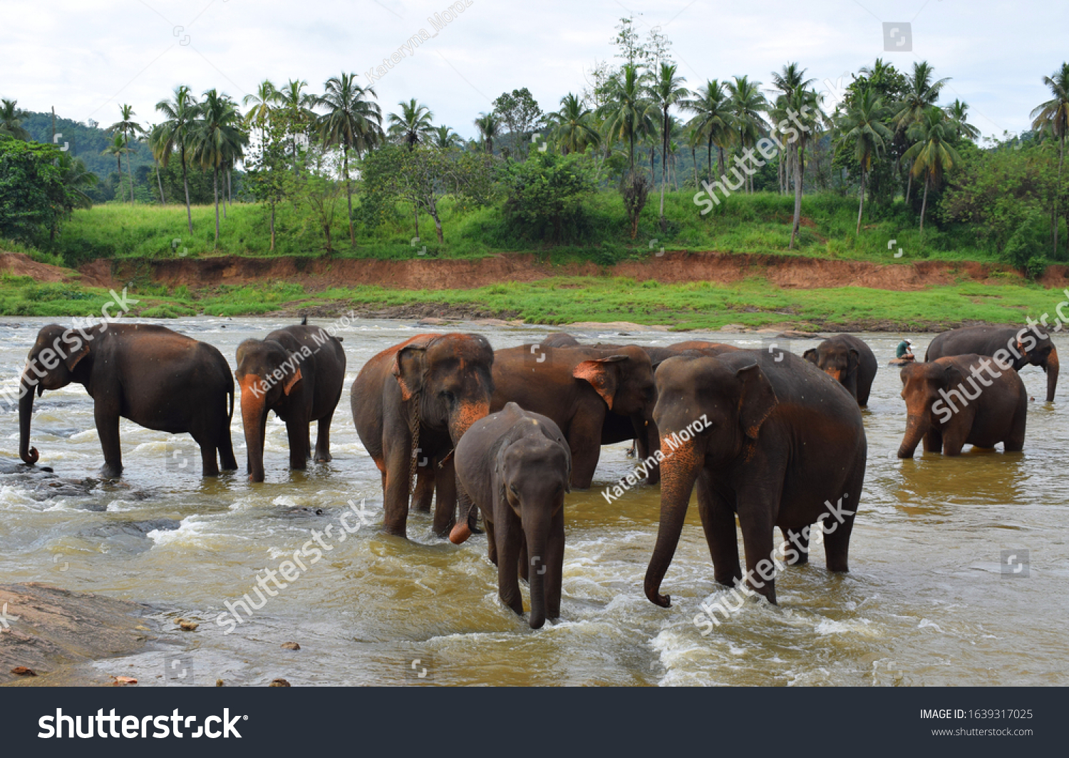 asian-elephant-largest-living-land-animal-stock-photo-1639317025