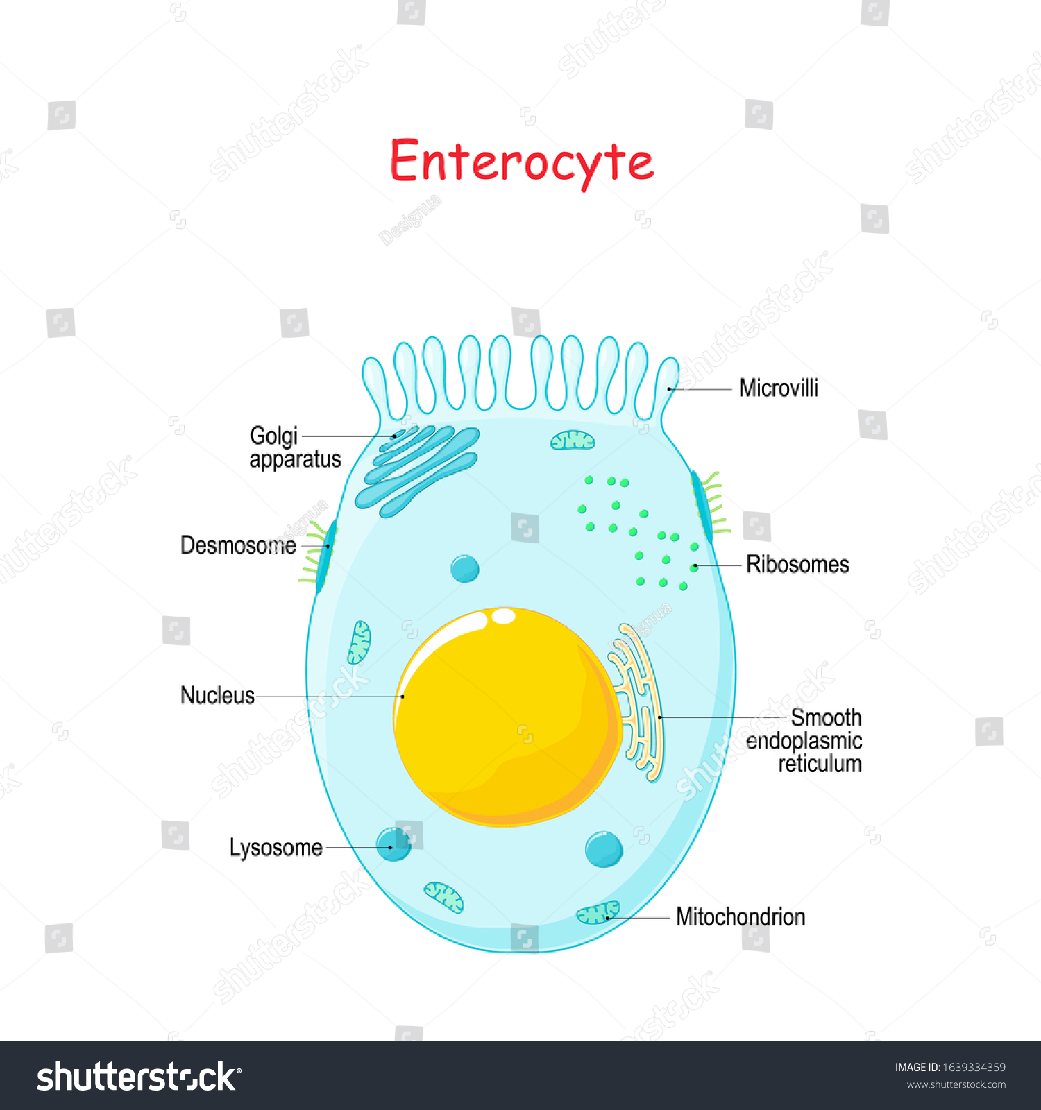 766 Small intestine and absorption Images, Stock Photos & Vectors ...