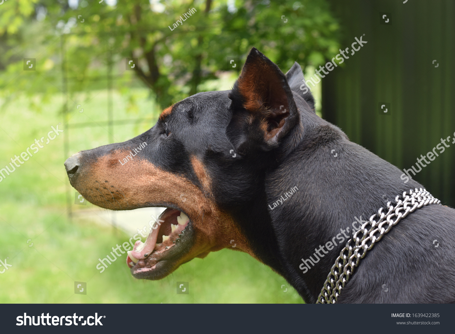 Funny Smiling Dog Guard Doberman Breed Stock Photo 1639422385 ...