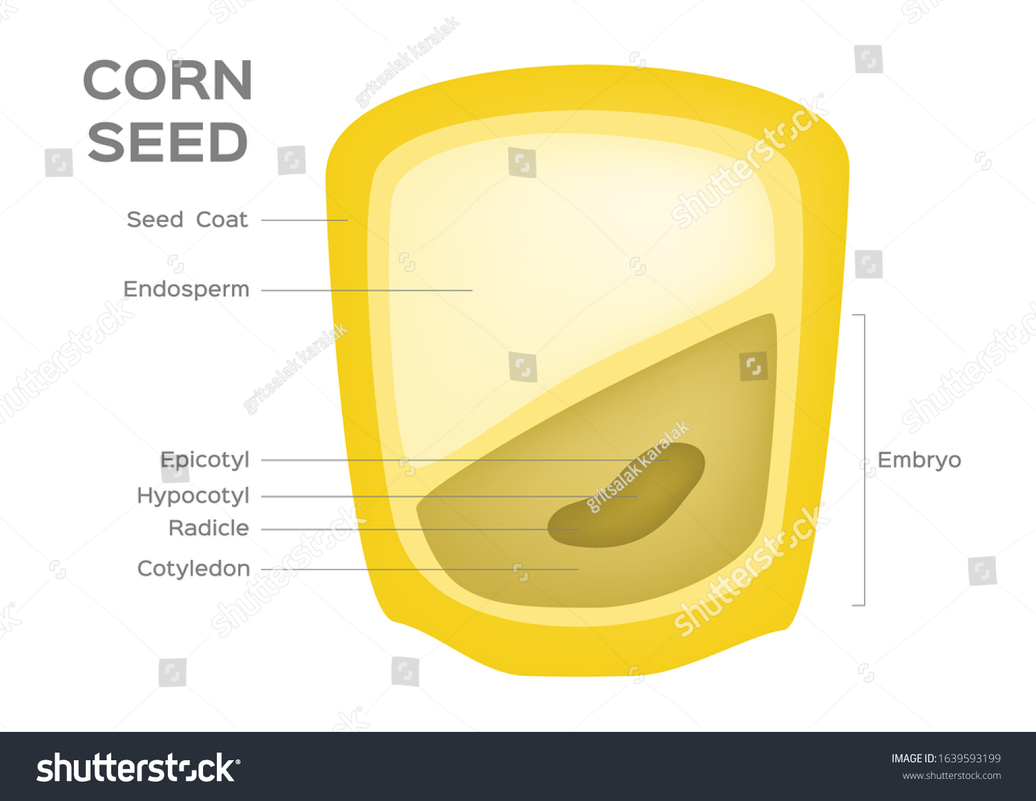 corn-seed-vector-anatomy-grain-infographic-1639593199