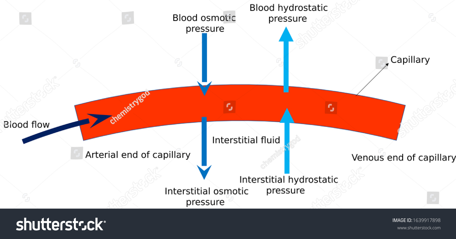 hydrostatic-pressure-capillary-blood-vessel-stock-illustration-1639917898-shutterstock