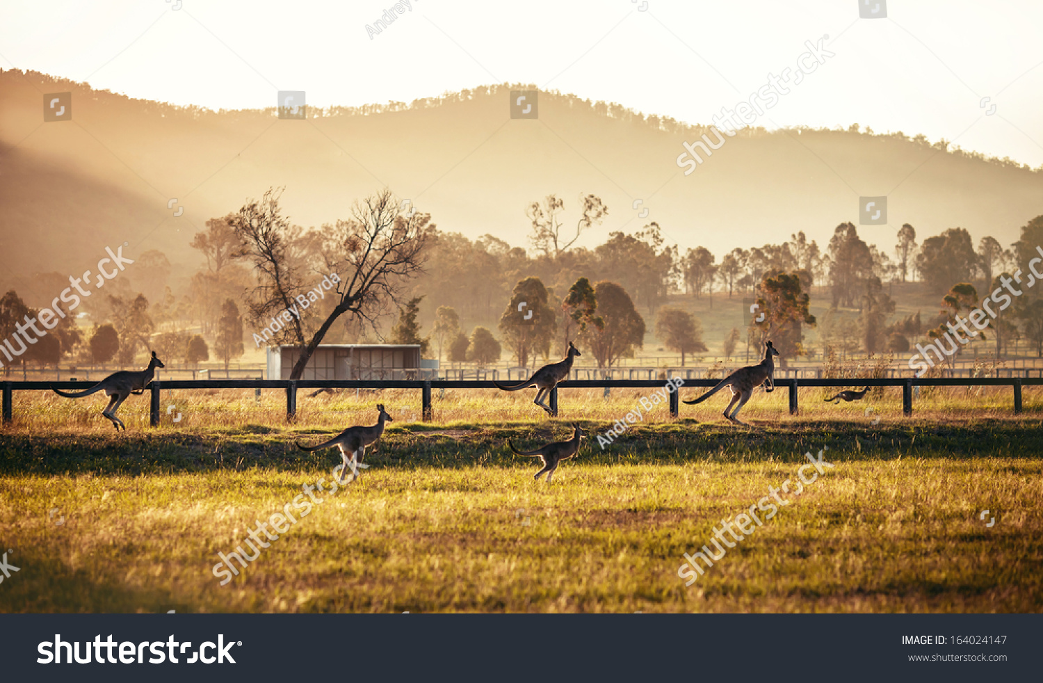 australian kangaroo natural scenery