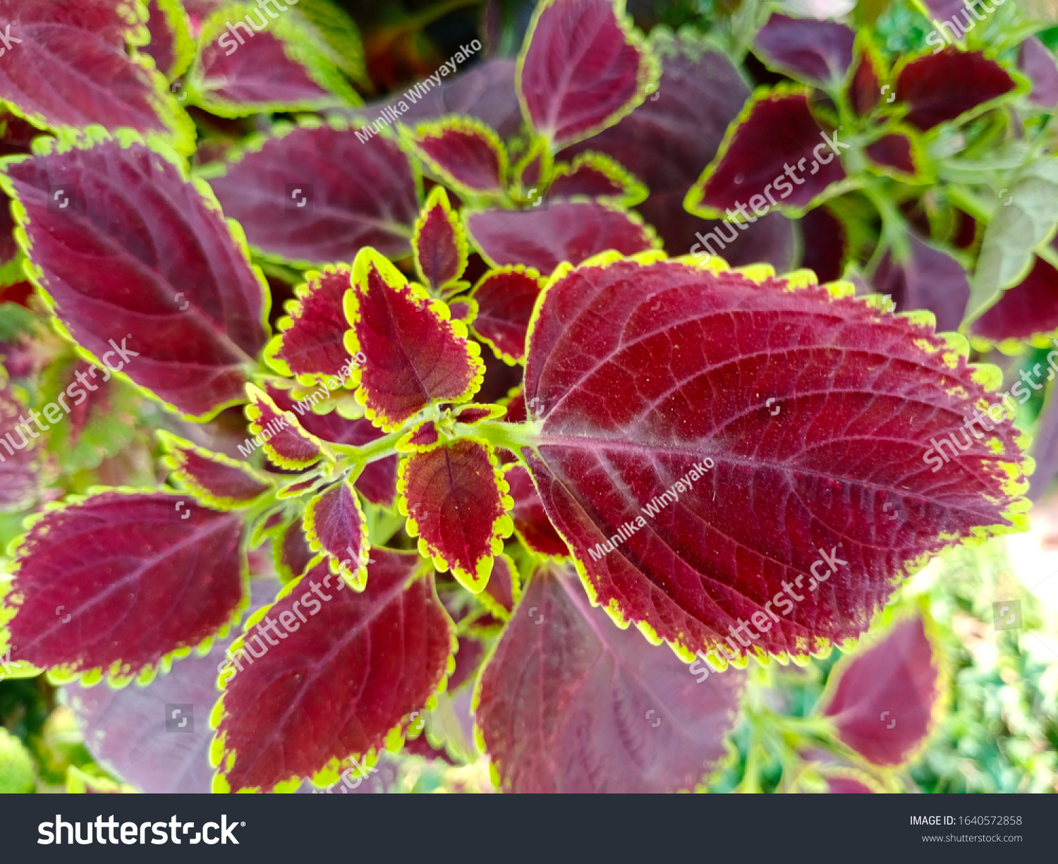 garden-tree-names-coleus-colourful-looks-stock-photo-1640572858-shutterstock