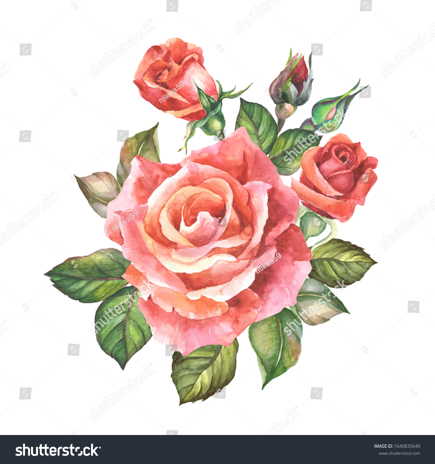 Watercolor Red Rose Buds Leaves Stock Illustration 1640835640 ...