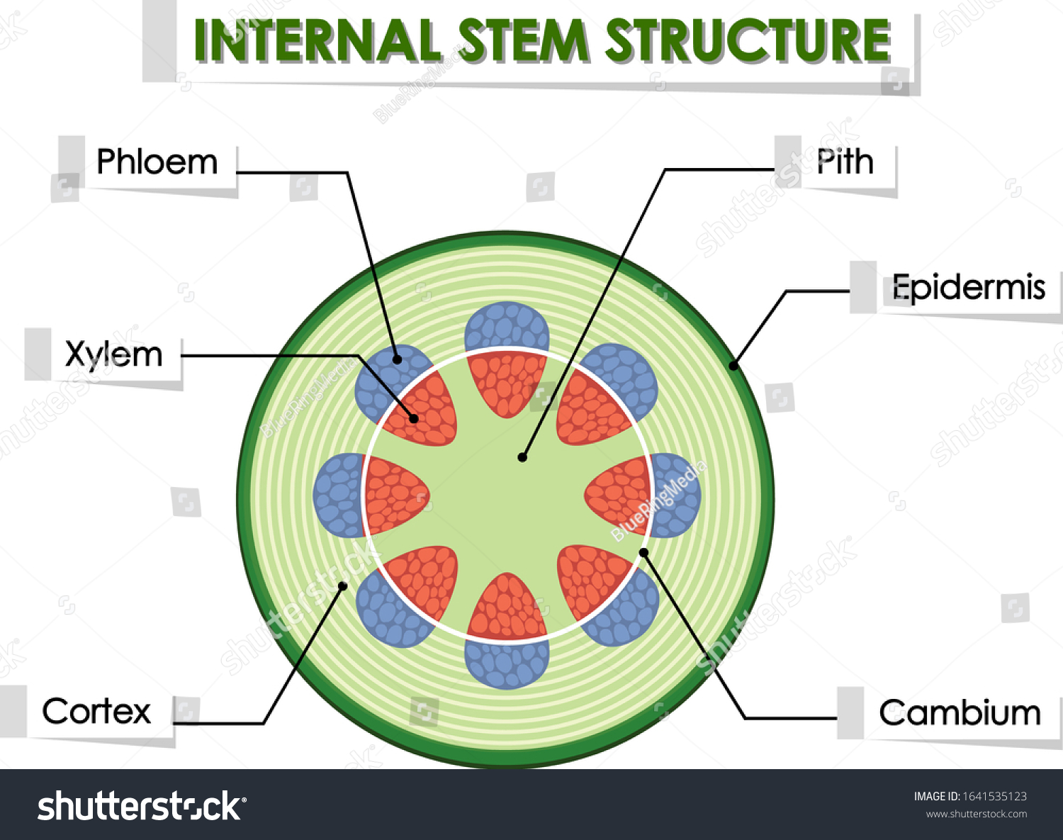 Diagram Showing Internal Stem Structure Illustration Stock Vector ...