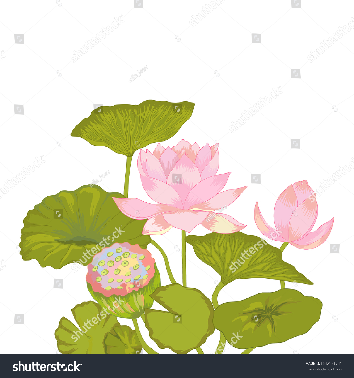 Vector Illustration Lotus Flowers Leaves On Stock Vector Royalty Free 1642171741 Shutterstock 5698