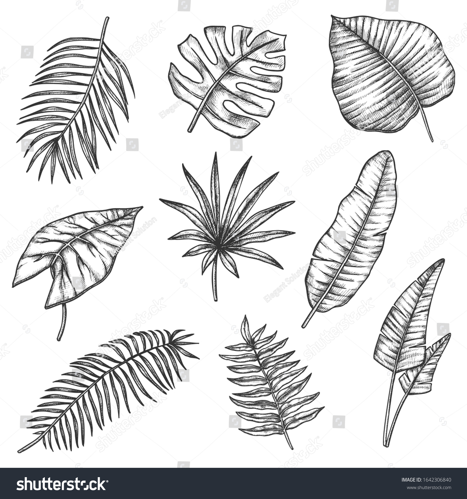 Tropical Leaves Vector Sketch Botanical Illustration Stock Vector ...