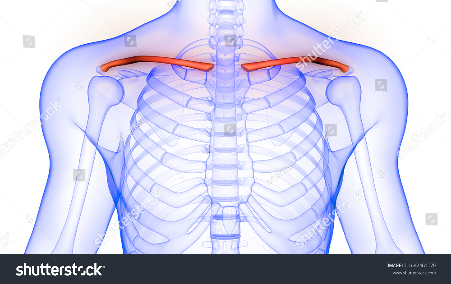 Clavicle Joints Human Skeleton System Anatomy Stock Illustration ...